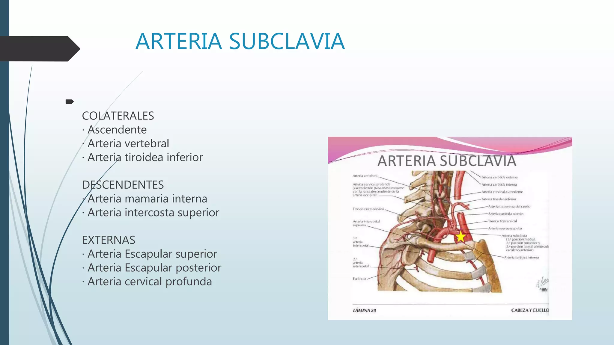 ARTERIA SUBCLAVIA

COLATERALES
· Ascendente
· Arteria vertebral
· Arteria tiroidea inferior
DESCENDENTES
· Arteria mamaria interna
· Arteria intercosta superior
EXTERNAS
· Arteria Escapular superior
· Arteria Escapular posterior
· Arteria cervical profunda
 