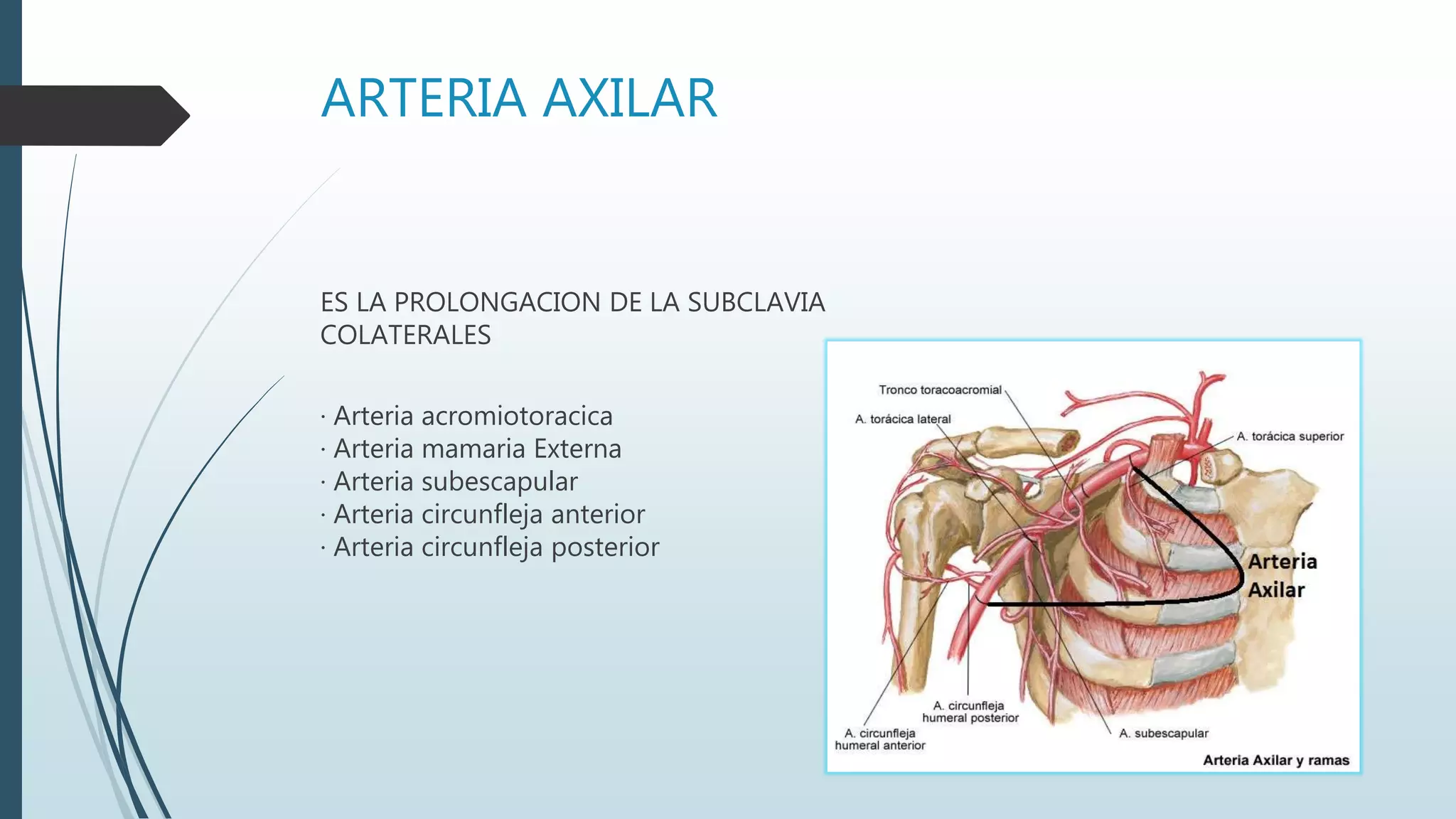 ARTERIA AXILAR
ES LA PROLONGACION DE LA SUBCLAVIA
COLATERALES
· Arteria acromiotoracica
· Arteria mamaria Externa
· Arteria subescapular
· Arteria circunfleja anterior
· Arteria circunfleja posterior
 