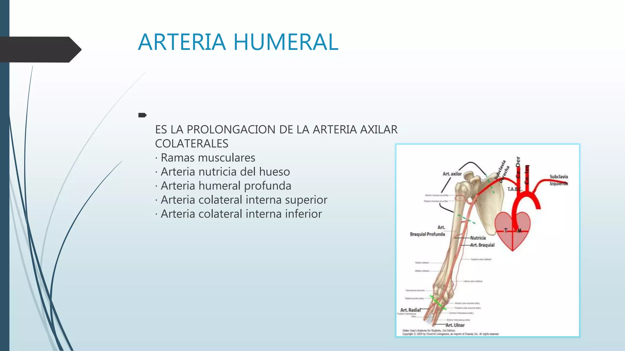 ARTERIA HUMERAL

ES LA PROLONGACION DE LA ARTERIA AXILAR
COLATERALES
· Ramas musculares
· Arteria nutricia del hueso
· Arteria humeral profunda
· Arteria colateral interna superior
· Arteria colateral interna inferior
 