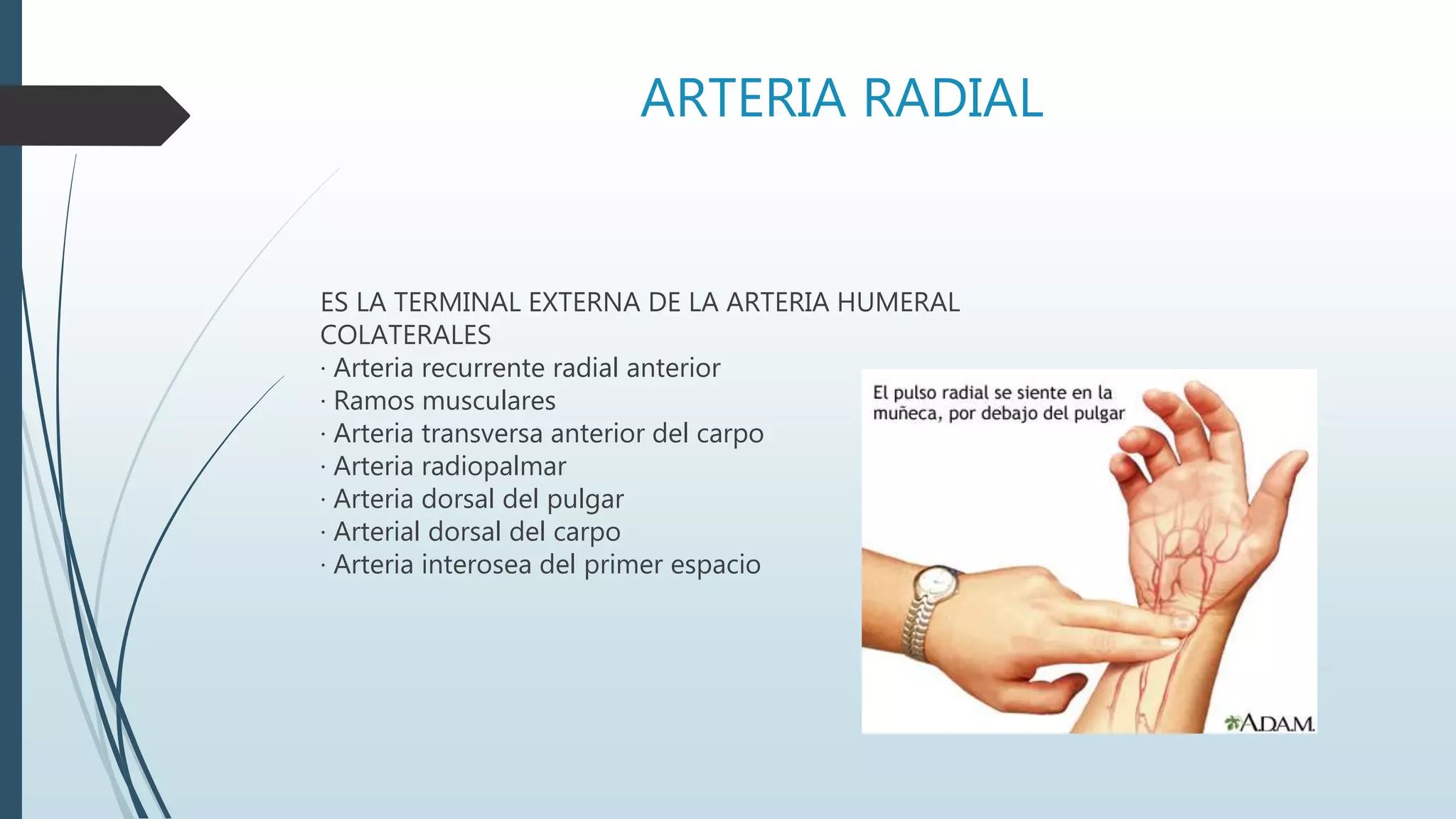 ARTERIA RADIAL
ES LA TERMINAL EXTERNA DE LA ARTERIA HUMERAL
COLATERALES
· Arteria recurrente radial anterior
· Ramos musculares
· Arteria transversa anterior del carpo
· Arteria radiopalmar
· Arteria dorsal del pulgar
· Arterial dorsal del carpo
· Arteria interosea del primer espacio
 