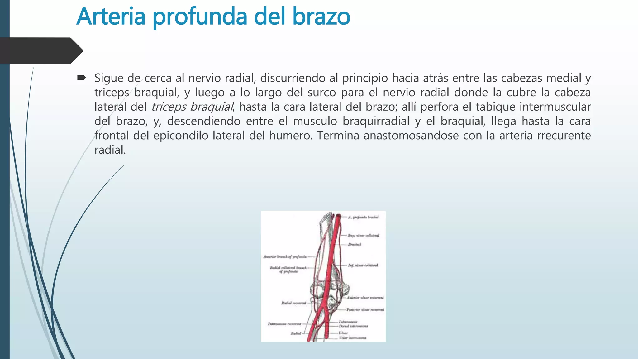 Arteria profunda del brazo
 Sigue de cerca al nervio radial, discurriendo al principio hacia atrás entre las cabezas medial y
triceps braquial, y luego a lo largo del surco para el nervio radial donde la cubre la cabeza
lateral del tríceps braquial, hasta la cara lateral del brazo; allí perfora el tabique intermuscular
del brazo, y, descendiendo entre el musculo braquirradial y el braquial, llega hasta la cara
frontal del epicondilo lateral del humero. Termina anastomosandose con la arteria rrecurente
radial.
 