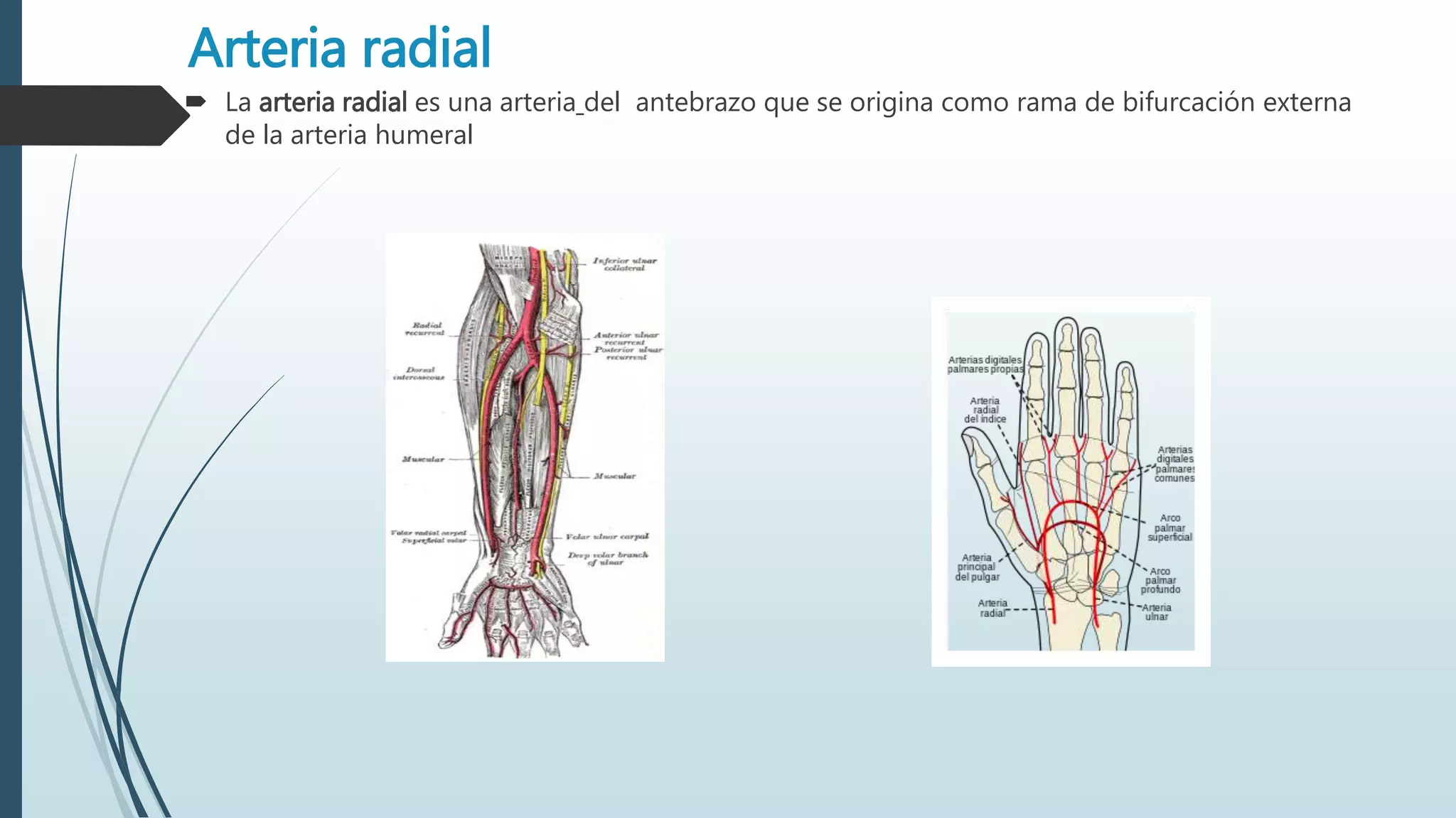 Arteria radial
 La arteria radial es una arteria del antebrazo que se origina como rama de bifurcación externa
de la arteria humeral
 