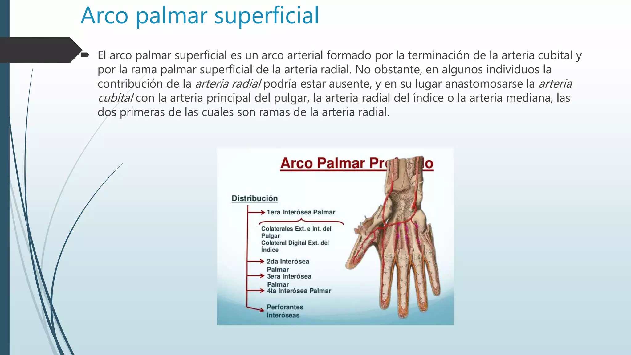 Arco palmar superficial
 El arco palmar superficial es un arco arterial formado por la terminación de la arteria cubital y
por la rama palmar superficial de la arteria radial. No obstante, en algunos individuos la
contribución de la arteria radial podría estar ausente, y en su lugar anastomosarse la arteria
cubital con la arteria principal del pulgar, la arteria radial del índice o la arteria mediana, las
dos primeras de las cuales son ramas de la arteria radial.
 