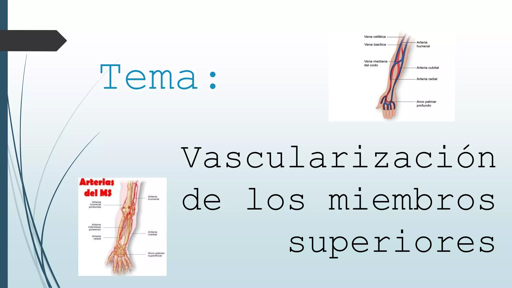 Tema:
Vascularización
de los miembros
superiores
 