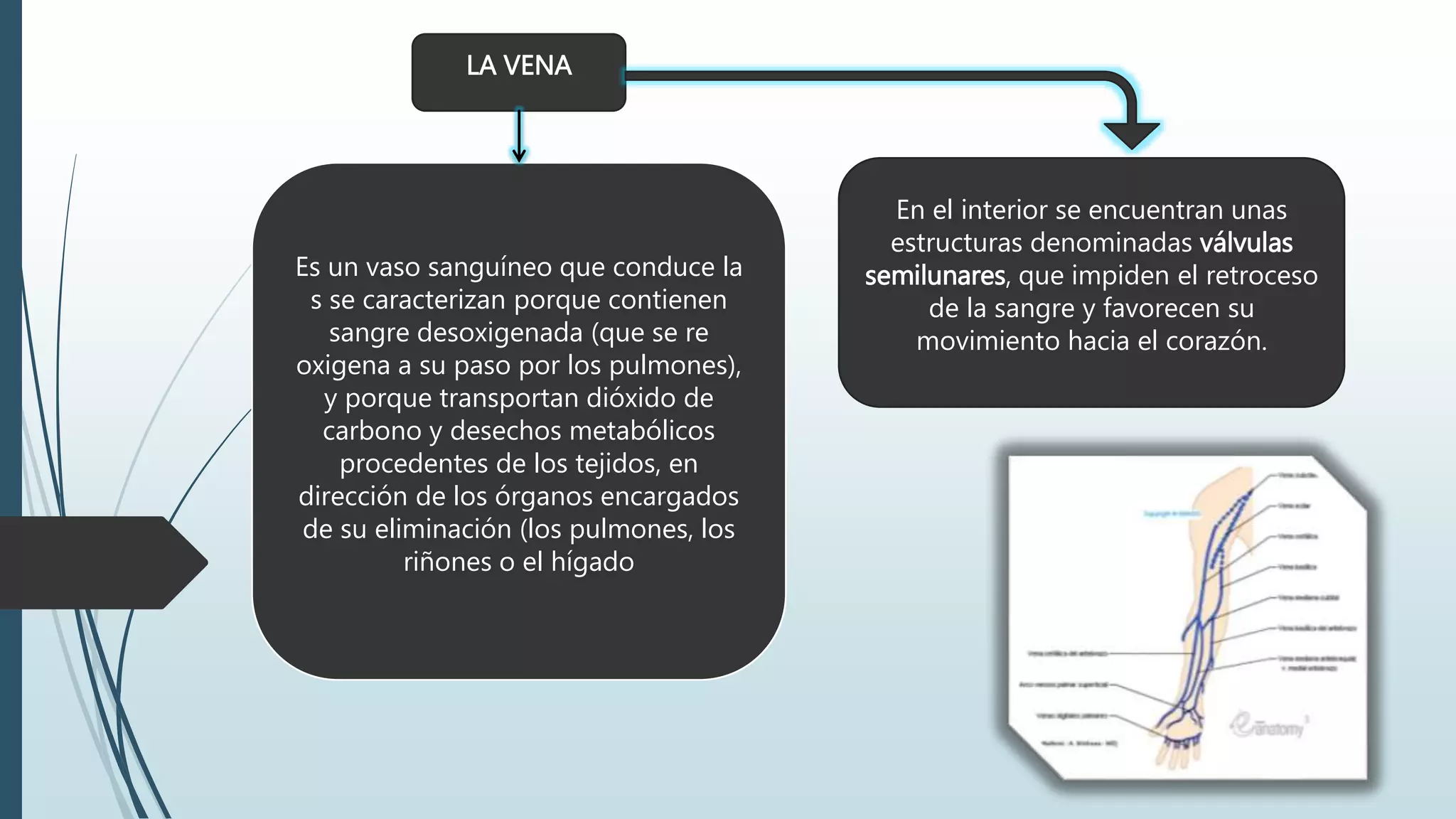 LA VENA
Es un vaso sanguíneo que conduce la
s se caracterizan porque contienen
sangre desoxigenada (que se re
oxigena a su paso por los pulmones),
y porque transportan dióxido de
carbono y desechos metabólicos
procedentes de los tejidos, en
dirección de los órganos encargados
de su eliminación (los pulmones, los
riñones o el hígado
En el interior se encuentran unas
estructuras denominadas válvulas
semilunares, que impiden el retroceso
de la sangre y favorecen su
movimiento hacia el corazón.
 