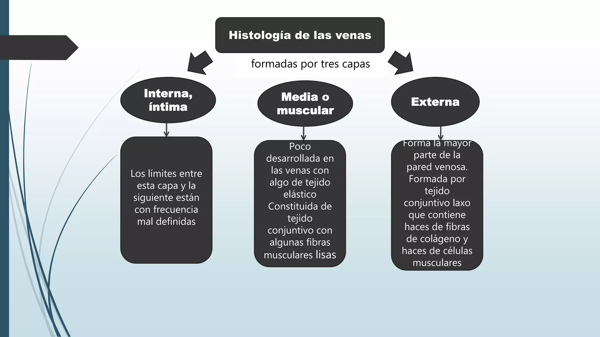 formadas por tres capas
Histología de las venas
Interna,
íntima
Media o
muscular
Externa
Los límites entre
esta capa y la
siguiente están
con frecuencia
mal definidas
Poco
desarrollada en
las venas con
algo de tejido
elástico
Constituida de
tejido
conjuntivo con
algunas fibras
musculares lisas
Forma la mayor
parte de la
pared venosa.
Formada por
tejido
conjuntivo laxo
que contiene
haces de fibras
de colágeno y
haces de células
musculares
 