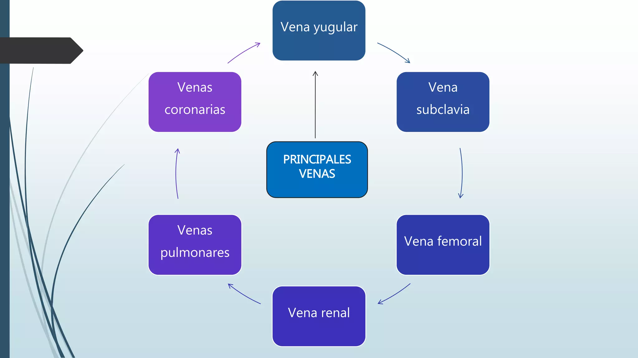 Vena yugular
Vena
subclavia
Vena femoral
Vena renal
Venas
pulmonares
Venas
coronarias
PRINCIPALES
VENAS
 