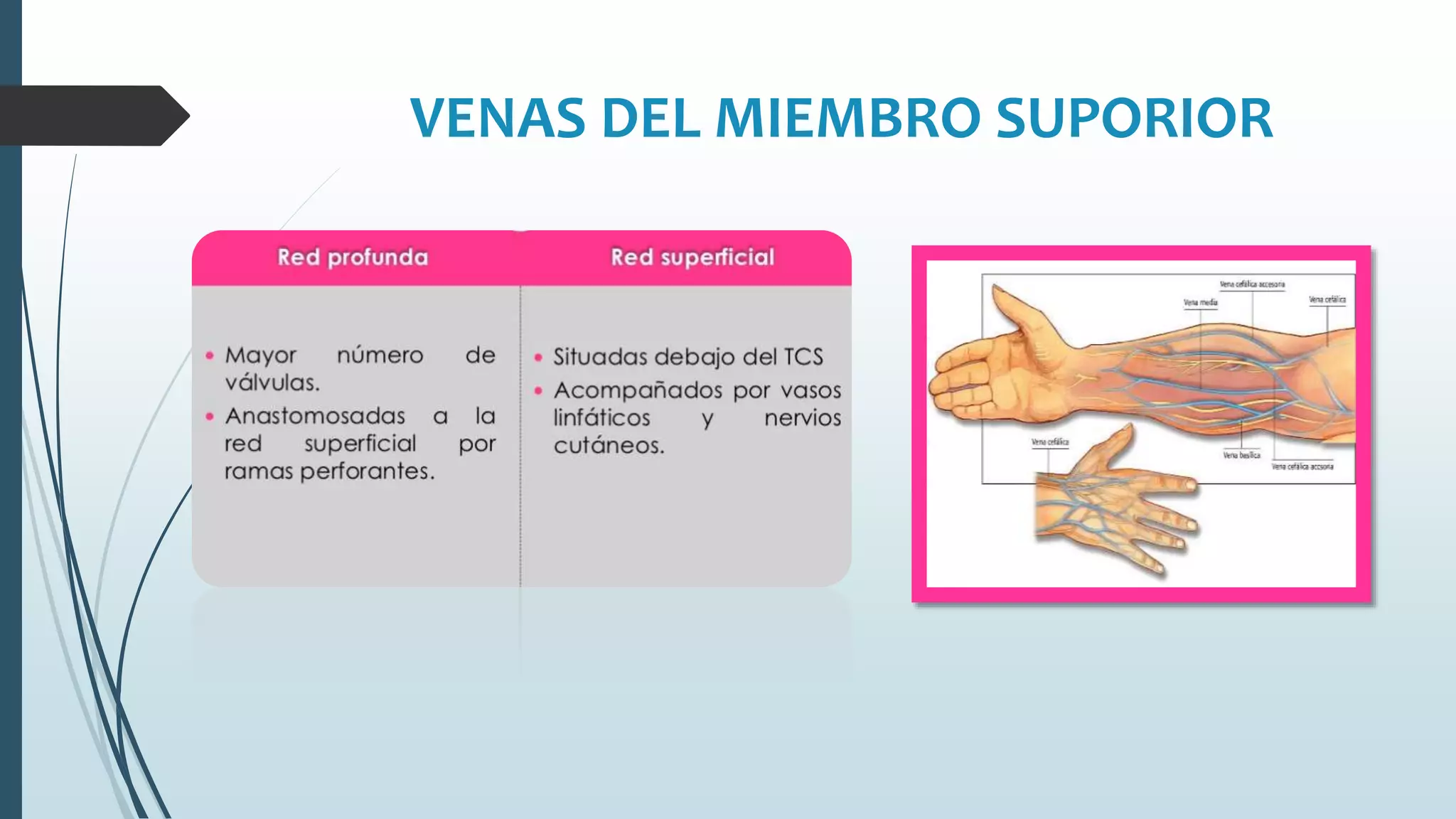 VENAS DEL MIEMBRO SUPORIOR
 