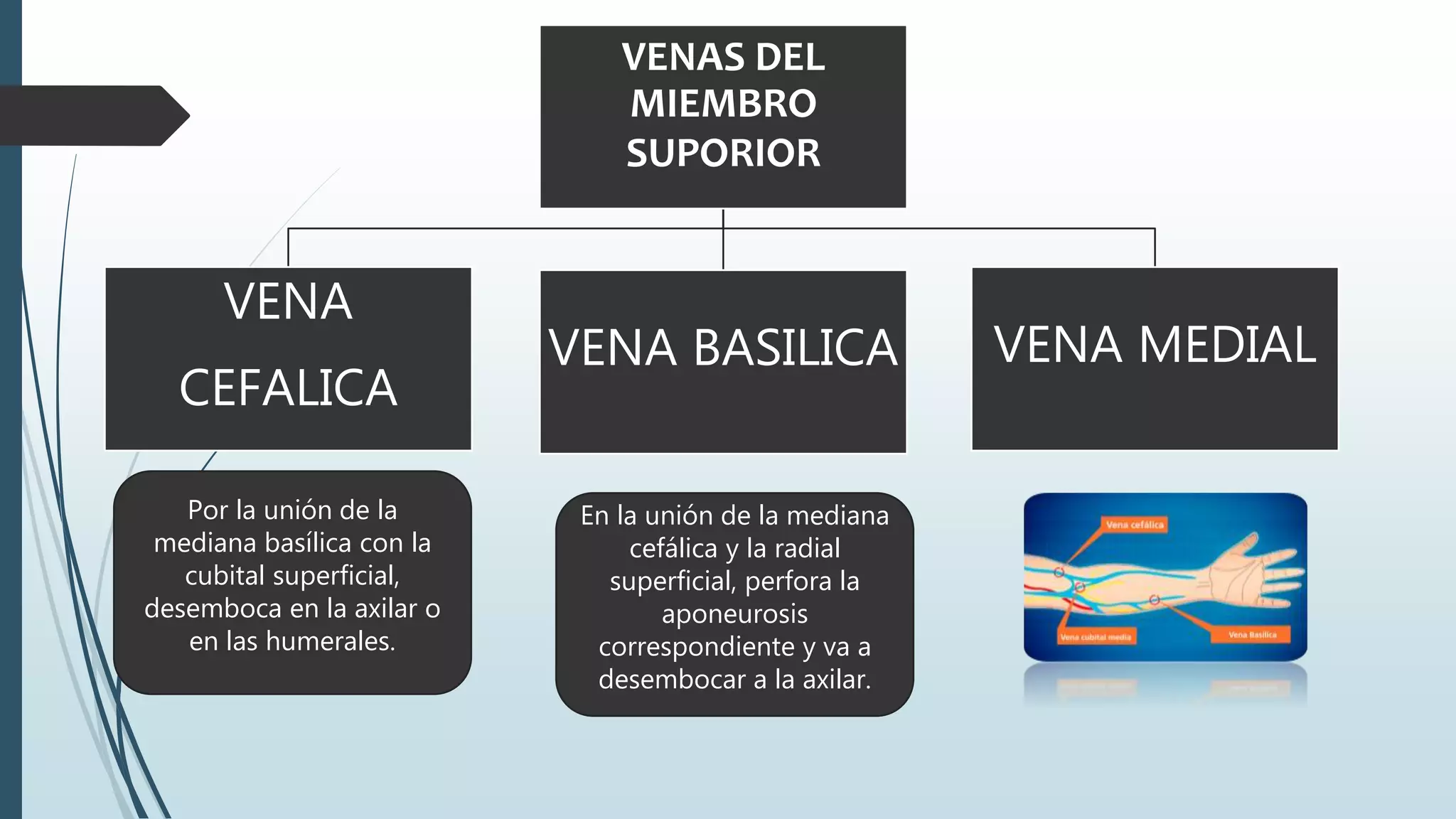 VENAS DEL
MIEMBRO
SUPORIOR
VENA
CEFALICA
VENA BASILICA VENA MEDIAL
Por la unión de la
mediana basílica con la
cubital superficial,
desemboca en la axilar o
en las humerales.
En la unión de la mediana
cefálica y la radial
superficial, perfora la
aponeurosis
correspondiente y va a
desembocar a la axilar.
 