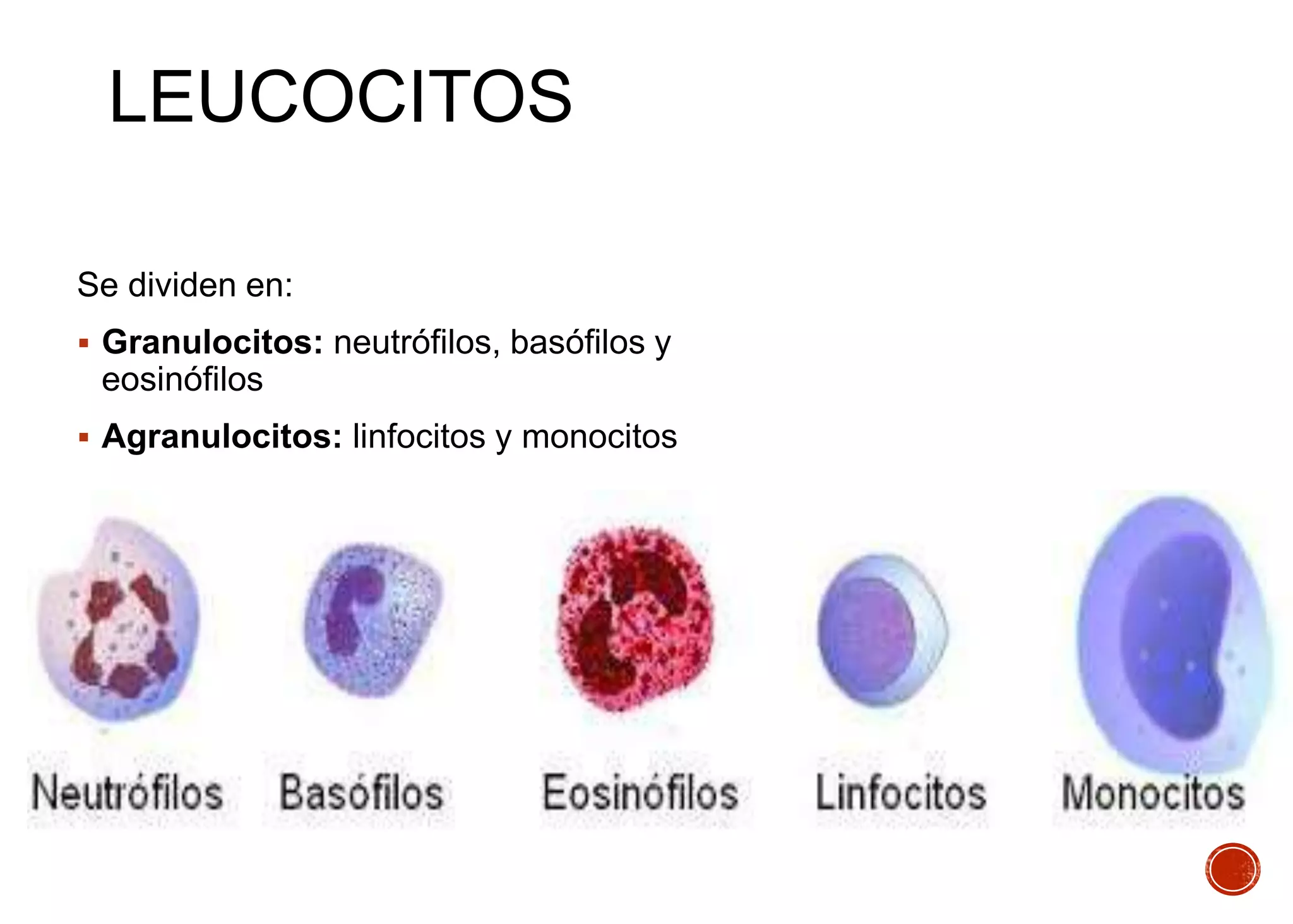 sistema hematopoyetico | PPT