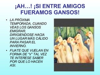 ¡AH…! ¡SI ENTRE AMIGOS FUERAMOS GANSOS! ,[object Object],[object Object]