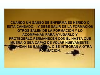 CUANDO UN GANSO SE ENFERMA ES HERIDO O ESTÁ CANSADO… Y DEBE SALIR DE LA FORMACIÓN OTROS SALEN DE LA FORMACIÓN Y LO ACOMPAÑAN PARA AYUDARLO Y PROTEGERLO.PERMANECEN CON ÉL HASTA QUE MUERA O SEA CAPAZ DE VOLAR NUEVAMENTE; ALCANZAN SU BANDADA, O SE INTEGRAN A OTRA FORMACIÓN. 