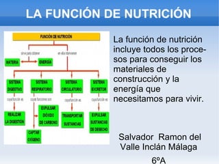 LA FUNCIÓN DE NUTRICIÓN
La función de nutrición
incluye todos los procesos para conseguir los
materiales de
construcción y la
energía que
necesitamos para vivir.

Salvador Ramon del
Valle Inclán Málaga
6ºA

 