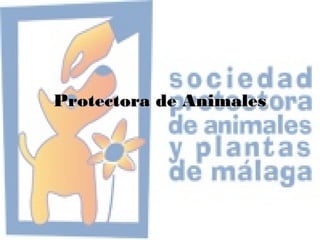 Protectora de AnimalesProtectora de Animales
 