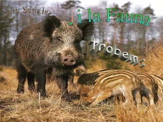 .. i la Fauna trobem :  Porc Senglar  