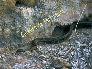Culebra de ferradura 