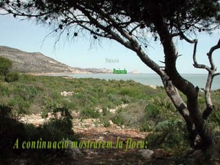 A continuació mostrarem la flora:  Peniscola 