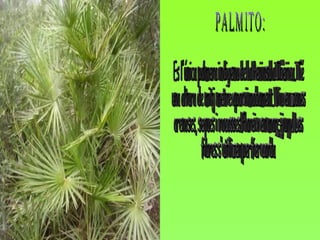 PALMITO: Es l'única palmera indigena de la Peninsula Ibèrica. Té  una altura de mitj metre aporximadament. Viu en zones arenoses, seques i rocosses.Floreix en març-juny. Les  fibres s'utilizen per fer corda 