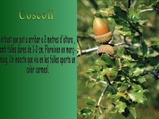 Coscoll Arbust que pot a arribar a 2 metres d'altura , amb fulles dures de 1-2 cm. Floreixen en març- maig. Un insecte que viu en les fulles aporta un  color carmesí. 