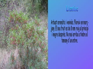 Llentisc Arbust aromàtic i veninòs. Floreix en març- juny. El seu fruit es de 8 mm roig al principi  i negre després. No mai arriba a tindre el  tamany d'un arbre. 