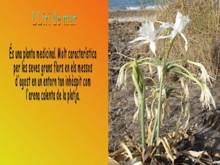 LLiri de mar És una planta medicinal. Molt característica per les seves grans flors en els messos  d'agost en un entorn tan inhòspit com  l'arena calenta de la platja.  