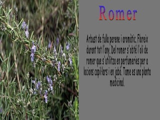 Romer Arbust de fulla perene i aromàtic. Floreix durant tot l'any. Del romer s'obté l'oli de  romer que s'utilitza en perfumeries per a  locions capil·lars i en jabó. Tame es una planta medicinal. 
