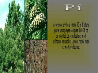 Pí Arbre que arriba a tindre 30 m d'altura que te unes pinyes cóniques de 8-18 cm  de longitud. La seua fusta és molt  utilitzada en mobles. La seua resina tamé és molt productiva. 