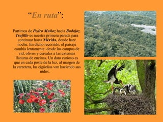 “ En ruta ”:  Partimos de  Pedro Muñoz  hacia  Badajoz .   Trujillo  es nuestra primera parada para continuar hasta  Mérida,  donde haré noche. En dicho recorrido, el paisaje cambia lentamente: desde los campos de vid, olivos y cereales a las extensas llanuras de encinas. Un dato curioso es que en cada poste de la luz, al margen de la carretera, las cigüeñas van haciendo sus nidos.  