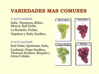 VARIEDADES MAS COMUNES A nivel mundial:  Italia, Thompson, Ribier,  Muscat, Red Globe,  La Rochelle, Perlete, Napoleon y Ruby Seedless.  A nivel nacional: Red Globe, Quebranta, Italia,  Cardianal, Flame Seedless, Thomson Seedless, Borgoña y Gross Colman. 
