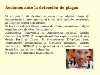 Acciones ante la detección de plagas Si en puerto de destino se encontrase alguna plaga de importancia cuarentenaria, el envío será tratado, regresado al lugar de origen o destruido. Si las autoridades fitosanitarias de China encontrasen algún ejemplar vivo de  Ceratitis capitata, Anastrepha fraterculus  o  Anastrepha oblique , AQSIQ notificará a SENASA, suspendiendo las exportaciones de uva desde Perú a China. Si encontrasen  Eriophyes vitis ,  Frankliniella occidentales  o  Monilinia fructicola , AQSIQ notificará a SENASA y suspenderá la exportación de uvas desde los lugares de producción  y plantas de empaque involucrados. 