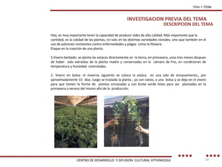 Hoy, es muy importante tener la capacidad de producir vides de alta calidad. Más importante que la cantidad, es la calidad de las plantas, no solo en las distintas variedades clonales, sino que también en el uso de patrones resistentes contra enfermedades y plagas  como la filoxera. Etapas en la creación de una planta. Vivero barbado: se planta las estacas directamente en  la tierra, en primavera, unos tres meses despues de haber  sido extraidas de la planta madre y conservadas en la  cámara de frio, en condiciones de temperatura y humedad  controladas. 2. Vivero en bolsa: el invierno siguiente se coloca la estaca  en una sala de enraizamiento,, por aproximadamente 15  dias. luego se traslada la planta , ya con raices, a una  bolsa y se deja en el vivero para que tomen la forma de  plantas enraizadas y con brote verde listas para ser  plantadas en la primavera o verano del mismo año de la  producción. DESCRIPCION DEL TEMA Vino + Chile INVESTIGACION PREVIA DEL TEMA CENTRO DE DESARROLLO  Y DIFUSION  CULTURAL VITIVINICOLA 