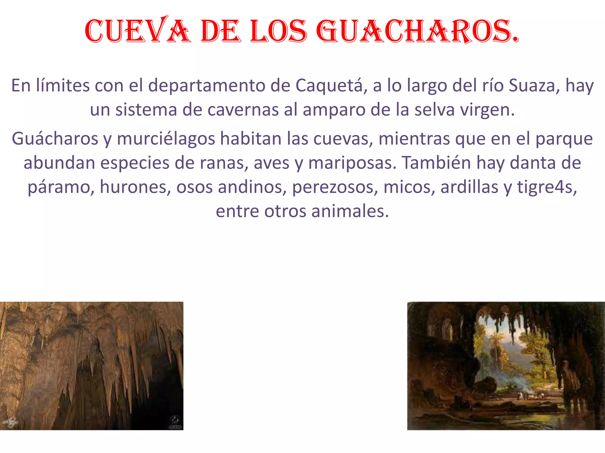 Cueva de los guacharos.
En límites con el departamento de Caquetá, a lo largo del río Suaza, hay
          un sistema de cavernas al amparo de la selva virgen.
Guácharos y murciélagos habitan las cuevas, mientras que en el parque
 abundan especies de ranas, aves y mariposas. También hay danta de
  páramo, hurones, osos andinos, perezosos, micos, ardillas y tigre4s,
                         entre otros animales.
 