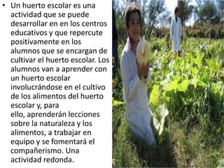 • Un huerto escolar es una
  actividad que se puede
  desarrollar en en los centros
  educativos y que repercute
  positivamente en los
  alumnos que se encargan de
  cultivar el huerto escolar. Los
  alumnos van a aprender con
  un huerto escolar
  involucrándose en el cultivo
  de los alimentos del huerto
  escolar y, para
  ello, aprenderán lecciones
  sobre la naturaleza y los
  alimentos, a trabajar en
  equipo y se fomentará el
  compañerismo. Una
  actividad redonda.
 
