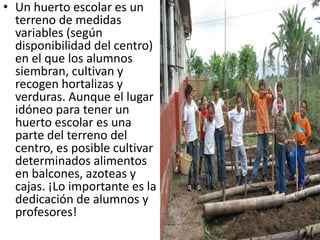 • Un huerto escolar es un
  terreno de medidas
  variables (según
  disponibilidad del centro)
  en el que los alumnos
  siembran, cultivan y
  recogen hortalizas y
  verduras. Aunque el lugar
  idóneo para tener un
  huerto escolar es una
  parte del terreno del
  centro, es posible cultivar
  determinados alimentos
  en balcones, azoteas y
  cajas. ¡Lo importante es la
  dedicación de alumnos y
  profesores!
 