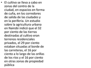 • El cultivo se lleva a cabo en
  zonas del centro de la
  ciudad, en espacios en forma
  de cuña, en los corredores
  de salida de las ciudades y
  en la periferia. Un estudio
  sobre la agricultura urbana
  en Nairobi indicó que el 32
  por ciento de las tierras
  destinadas al cultivo eran
  terrenos residenciales
  privados, el 29 por ciento
  estaban situadas al borde de
  las carreteras, el 16 por
  ciento a lo largo de las orillas
  de los ríos y el 16 por ciento
  en otras zonas de propiedad
  pública.
 