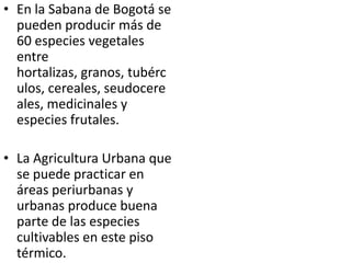 • En la Sabana de Bogotá se
  pueden producir más de
  60 especies vegetales
  entre
  hortalizas, granos, tubérc
  ulos, cereales, seudocere
  ales, medicinales y
  especies frutales.

• La Agricultura Urbana que
  se puede practicar en
  áreas periurbanas y
  urbanas produce buena
  parte de las especies
  cultivables en este piso
  térmico.
 
