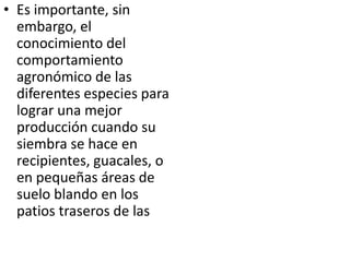 • Es importante, sin
  embargo, el
  conocimiento del
  comportamiento
  agronómico de las
  diferentes especies para
  lograr una mejor
  producción cuando su
  siembra se hace en
  recipientes, guacales, o
  en pequeñas áreas de
  suelo blando en los
  patios traseros de las
  casas.
 