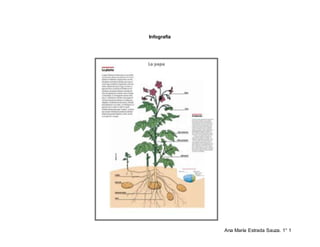 Ana María Estrada Sauza. 1° 1
Infografía
 