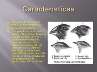 La explicación propuesta por
Darwin y Wallace contiene las
siguientes características

Una posible variación de las
características del ser humano
y de las plantas. Darwin y
Wallace suponían que la
variación era una de las
propiedades innatas de los
seres vivos. Hoy sabemos
distinguir las variaciones
heredadas de las no heredadas.
Sólo las primeras, producidas
por mutaciones, son
importantes en la evolución.

 