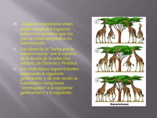 





Algunos organismos están
mejor adaptados lograran
sobrevivir mientras que los
que no están adaptados no
sobrevivirán.
Las ideas de la "lucha por la
supervivencia" son la esencia
de la teoría de la selección
natural, de Darwin y Wallace.
Los individuos supervivientes
originarán la siguiente
generación, y de este modo se
transmiten variaciones
"aventajadas" a la siguiente
generación y a la siguiente.

 