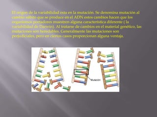 El origen de la variabilidad esta en la mutación. Se denomina mutación al
cambio súbito que se produce en el ADN estos cambios hacen que los
organismos portadores muestren alguna característica diferente ( la
variabilidad de Darwin). Al tratarse de cambios en el material genético, las
mutaciones son heredables. Generalmente las mutaciones son
perjudiciales, pero en ciertos casos proporcionan alguna ventaja.

 