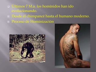 




Últimos 7 M.a. los homínidos han ido
evolucionando.
Desde el chimpancé hasta el humano moderno.
Proceso de Hominización

 