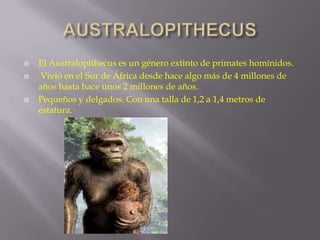 




El Australopithecus es un género extinto de primates homínidos.
Vivió en el Sur de África desde hace algo más de 4 millones de
años hasta hace unos 2 millones de años.
Pequeños y delgados. Con una talla de 1,2 a 1,4 metros de
estatura.

 