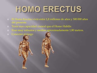 





El Homo Erectus vivió entre 1,8 millones de años y 300 000 años
del presente.
Tenia mas capacidad craneal que el Homo Habilis
Eran muy robustos y median aproximadamente 1,80 metros.
Conocían el fuego

 
