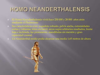 





El Homo Neanderthalensis vivió hace 230 000 y 28 000 años atrás
mediante el Pleistoceno
Sus características eran: esqueleto robusto, pelvis ancha, extremidades
cortas y robustas, tórax en barril, arcos supra orbitarios resaltados, frente
baja e inclinada, faz prominente, mandíbulas sin mentón y gran
capacidad craneal.
Un Neanderthal medio podía alcanzas una media 1,65 metros de altura

 
