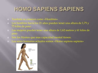 







También se conocen como «Hombres»
Los hombres hacia los 21 años pueden tener una altura de 1,75 y
75 kilos de peso.
Las mujeres pueden tener una altura de 1,62 metros y 61 kilos de
peso
Son los Homos que mas capacidad mental tienen.
Los seres humanos actuales somos «Homo sapiens sapiens»

 