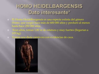 





El Homo Heidelbargensis es una especie extinta del género
Homo, que surgió hace más de 600 000 años y perduró al menos
hasta hace 250 000 años
Eran altos, tenían 1,80 m de estatura y muy fuertes (llegarían a
105 kg).
Tenían una dieta carnívora con evidencias de caza.

 