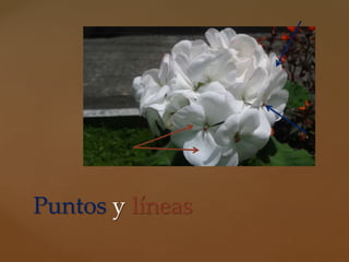Puntos y líneas
 