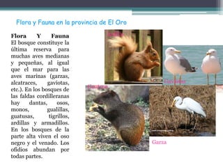 Flora y Fauna en la provincia de El Oro

Flora       Y     Fauna             Ardilla
El bosque constituye la
última reserva para
muchas aves medianas
y pequeñas, al igual
que el mar para las
aves marinas (garzas,
alcatraces,     gaviotas,                         Gaviotas
                              Guatusa
etc.). En los bosques de
las faldas cordilleranas
hay     dantas,      osos,
monos,          gualillas,
guatusas,        tigrillos,
ardillas y armadillos.
En los bosques de la
parte alta viven el oso
negro y el venado. Los                        Garza
ofidios abundan por
todas partes.
 