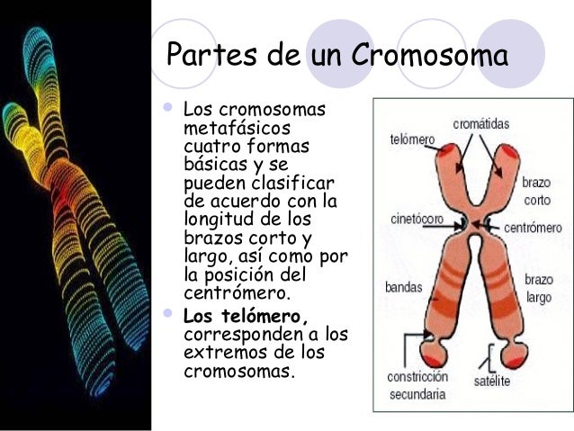 Trabajo 3 cromosomas Gledys Brito Hps14100162v
